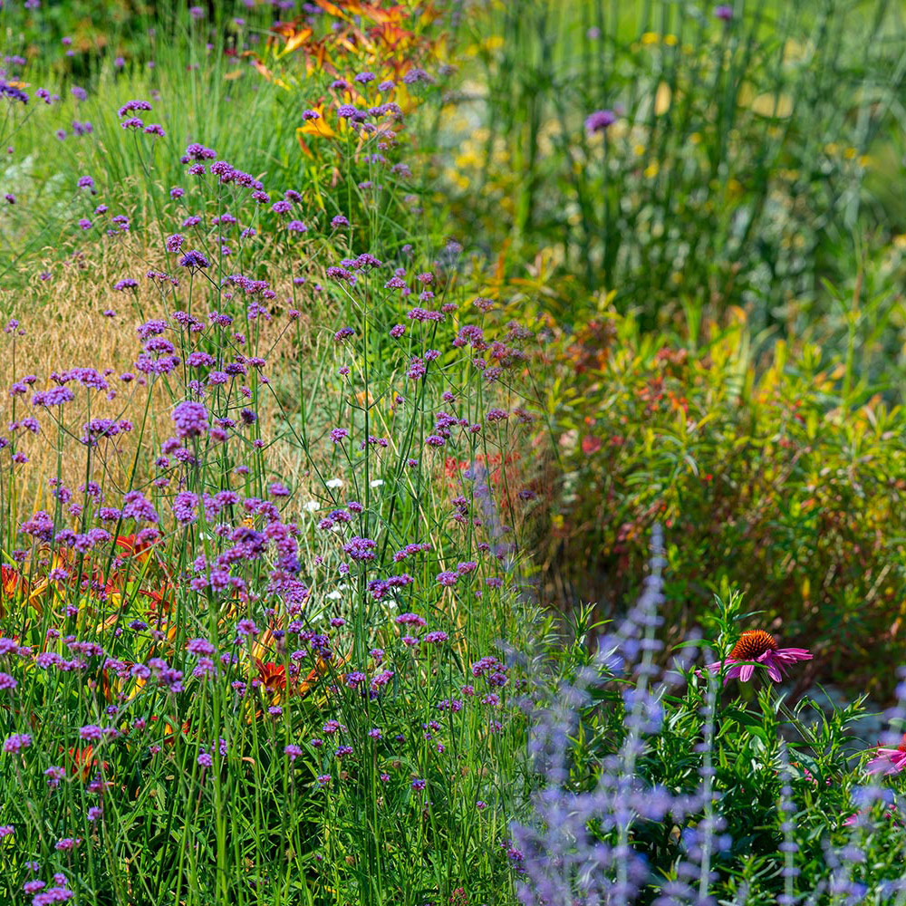 3 nouvelles vivaces pour l’été 