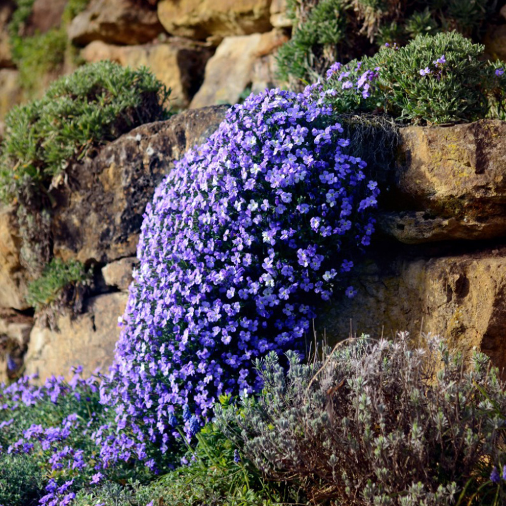 Les plantes tapissantes 