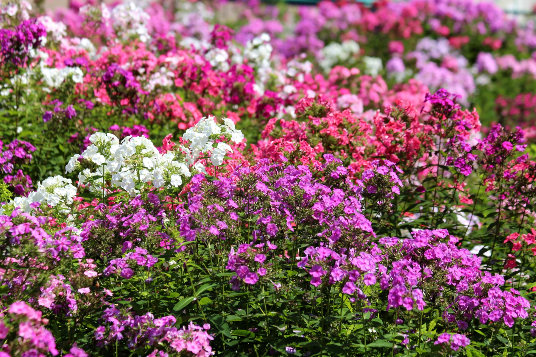 https://www.meillandrichardier.com/media/wysiwyg/conseils-inspi/pagechapeauinspivivaces/vivaces_Phlox_paniculata_champs_ambiance_pixabay_gratuit_phlox-3681272.jpg