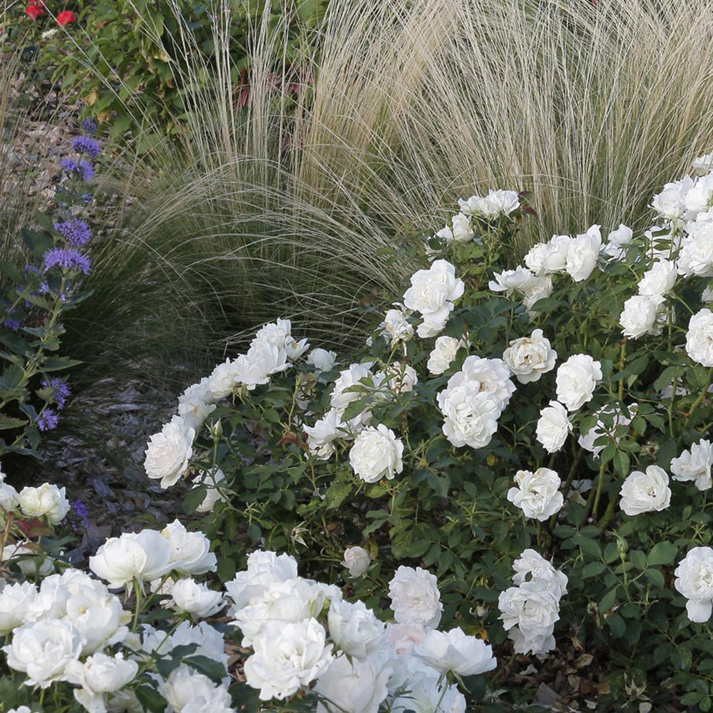 Un jardin noir et blanc