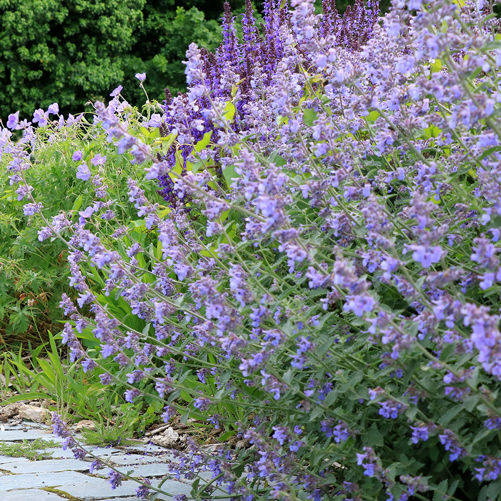 Un jardin violet