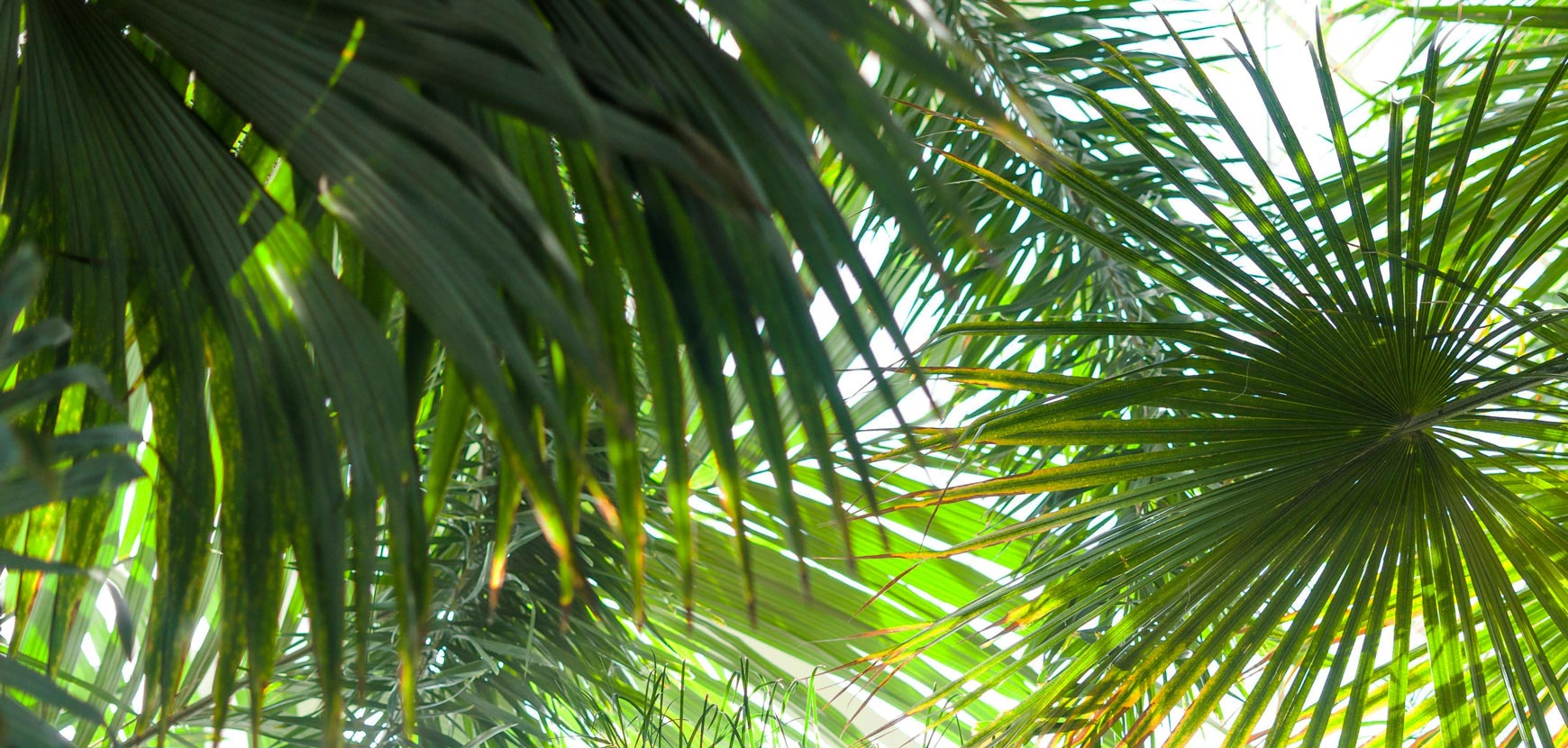 Palmiers : conseils de plantation et d'entretien