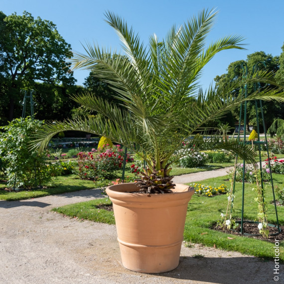 Palmier en pot : 7 espèces remarquables à cultiver en intérieur