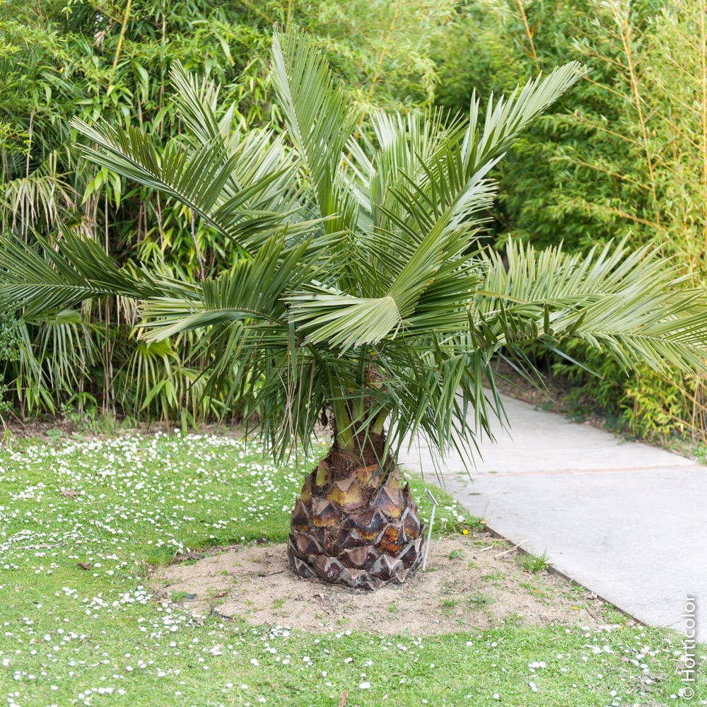 Protéger un palmier avec une canisse  Palmier de jardin, Plantation palmier,  Jardin du sud