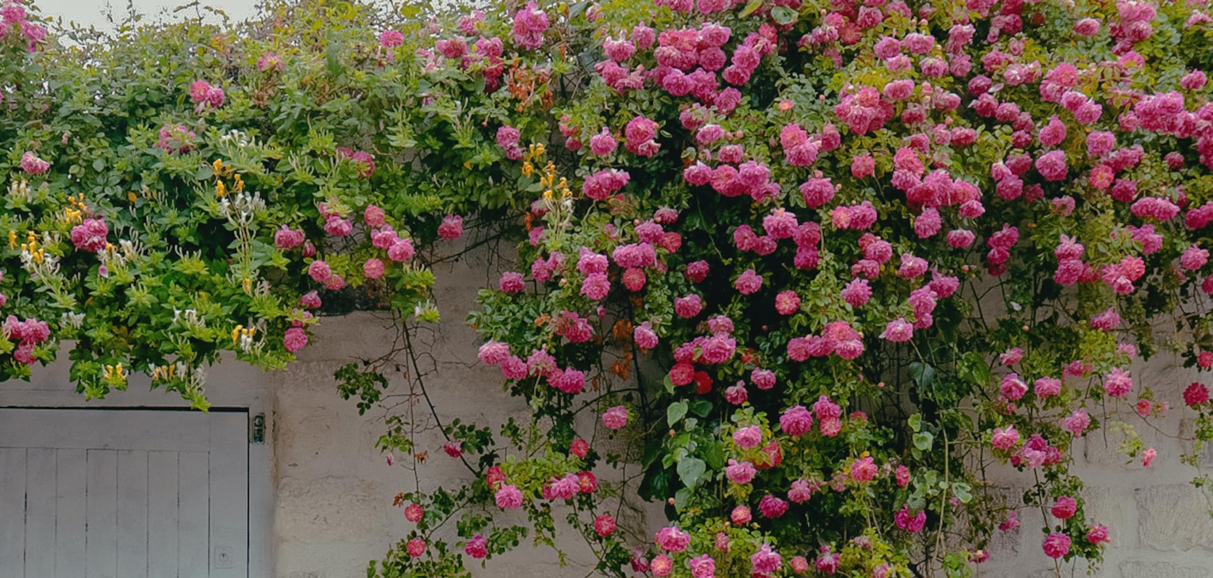 Les plantes qu'il faut planter dès maintenant pour habiller la façade et profiter d'une belle floraison