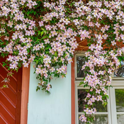 Les plantes grimpantes pour votre façade