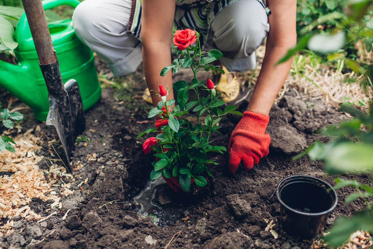 https://www.meillandrichardier.com/media/wysiwyg/conseils-inspi/rosiers/plantation-rosier-pot-jardinage-rouge-terre-pelle-illu1.jpg