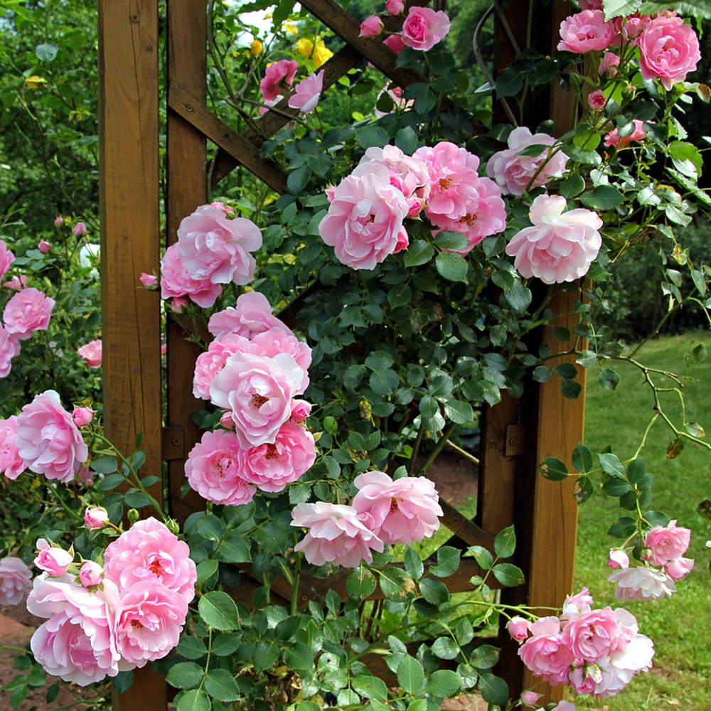 Un jardin à l’anglaise