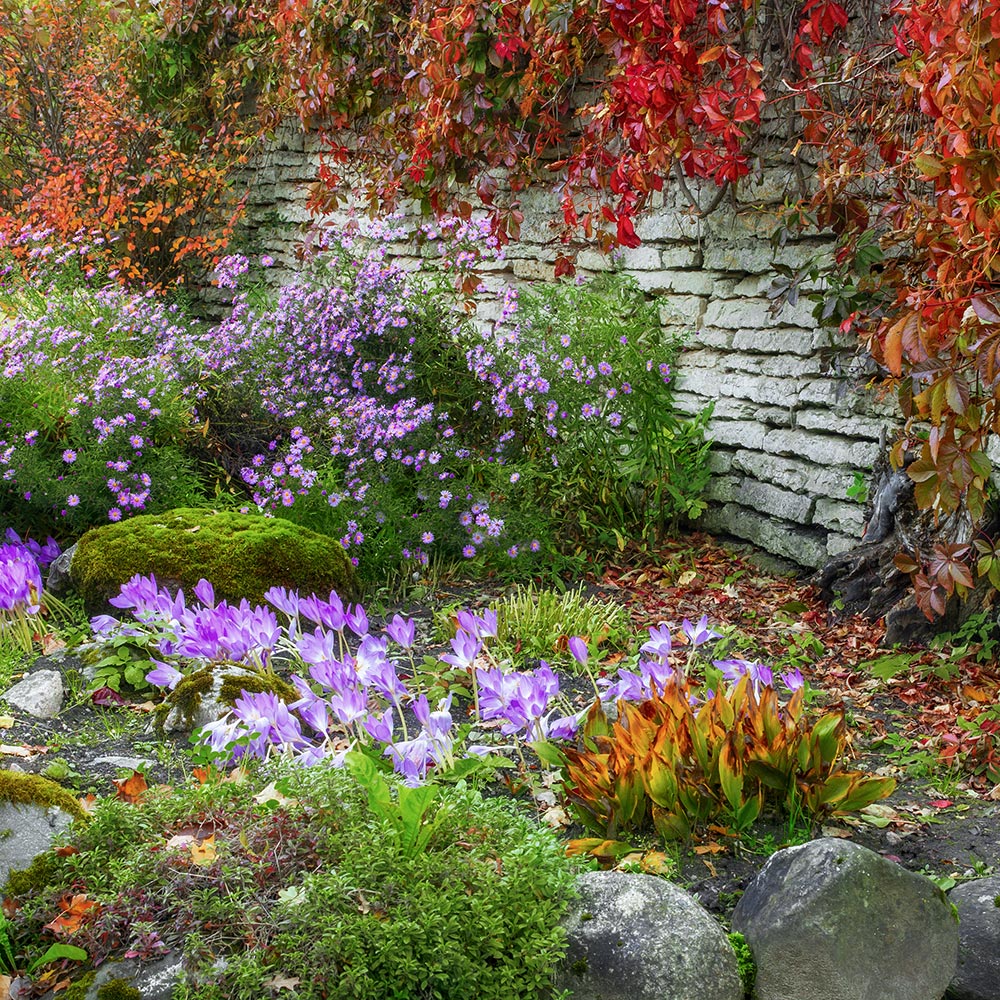 Un jardin fleuri en automne