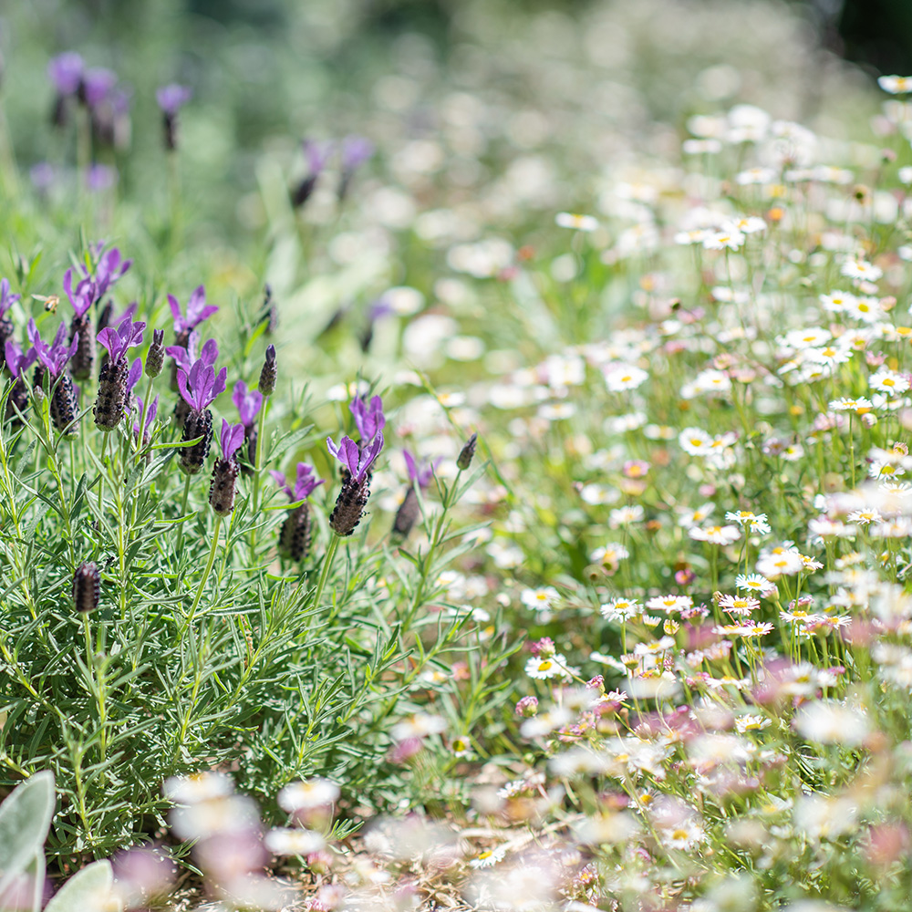 Garder un jardin décoratif tout l’été