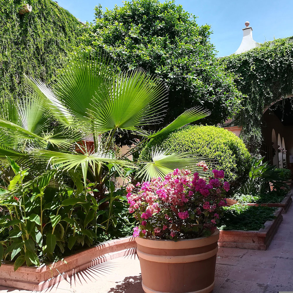 Un jardin aux accents méditerranéens