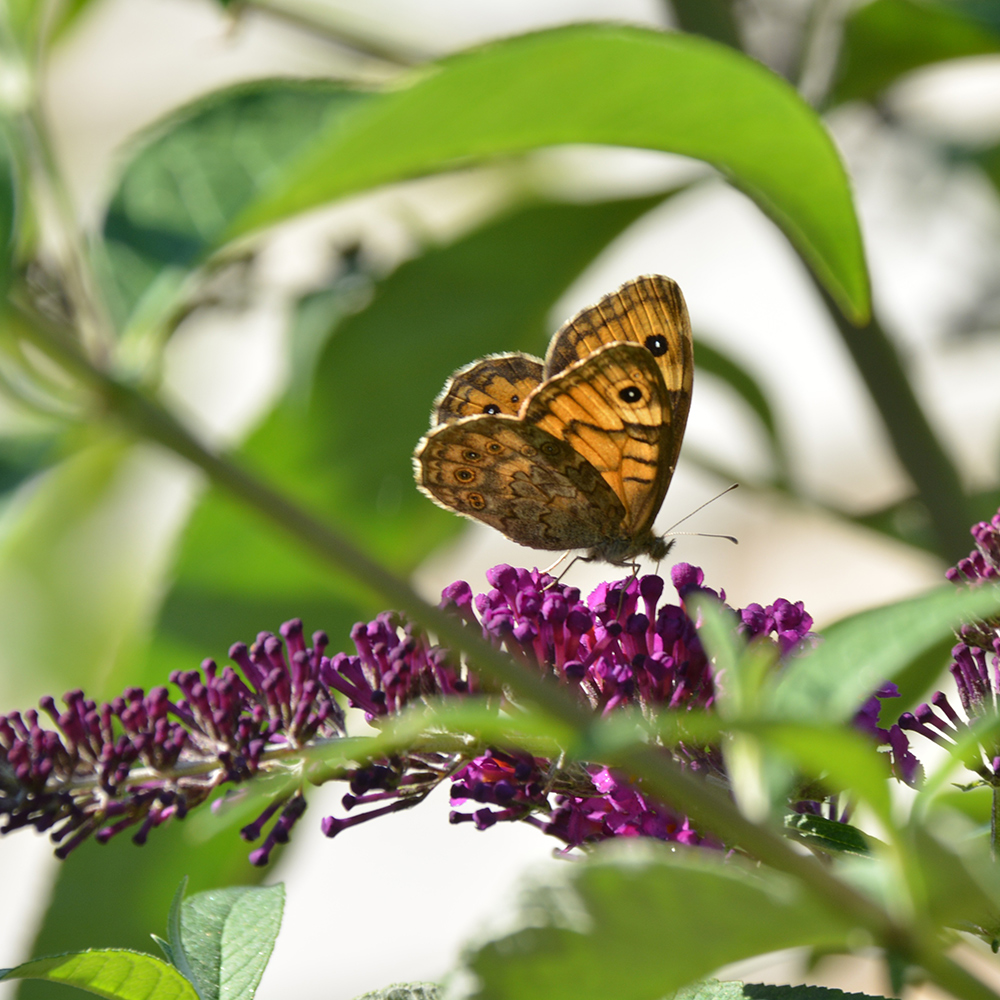 Un jardin favorable à la biodiversité