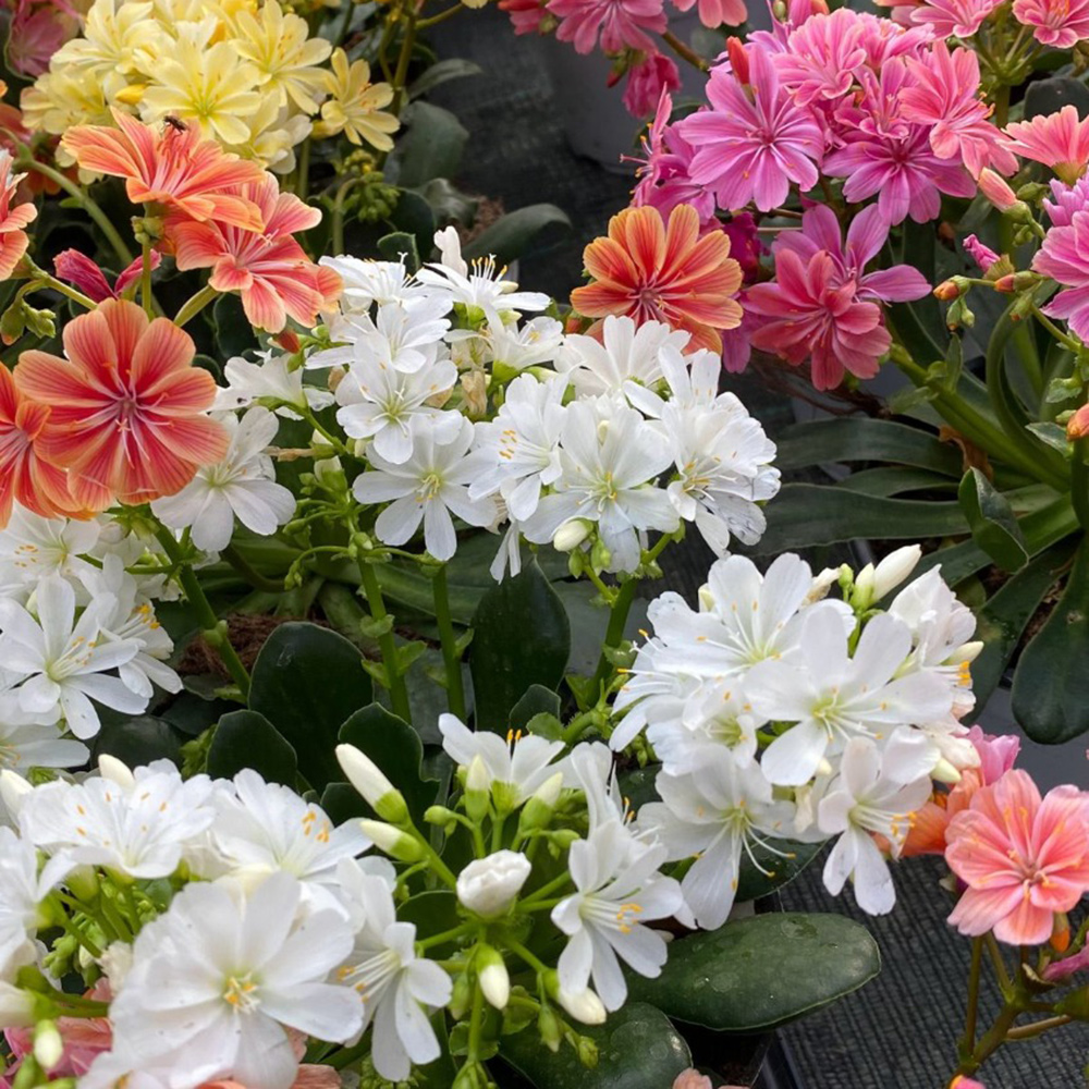 Un beau jardin toute l’année sans se ruiner