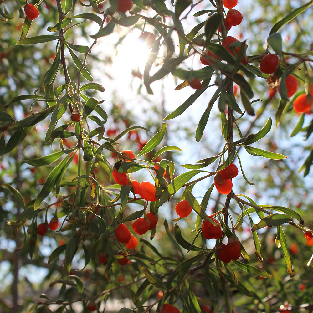 Un jardin santé