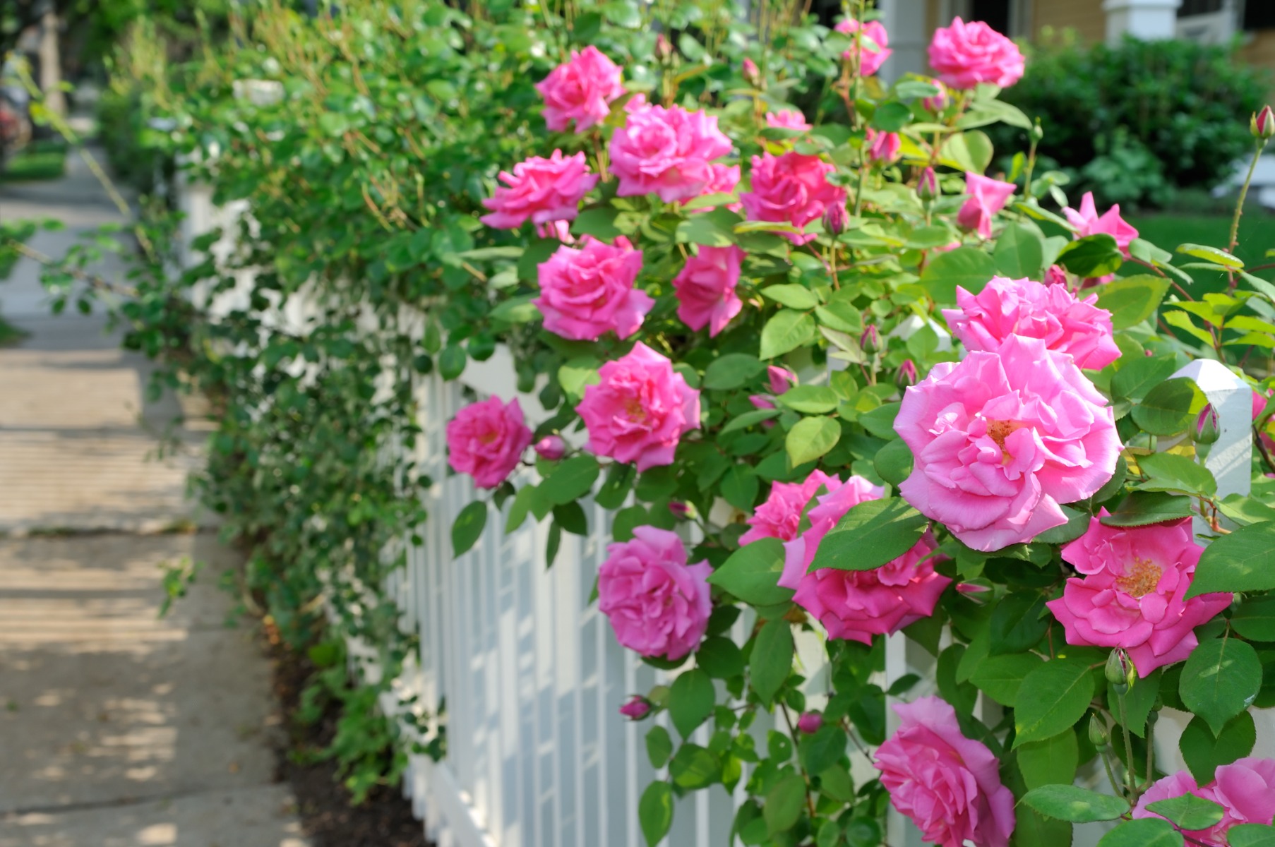 /media/wysiwyg/conseils-inspi/touteslesinspi/palissade_de_rosiers_grimpants_avec_ZEPHIRINE_DROUHIN_au_1e_plan_shutterstock_79161823.jpg /media/wysiwyg/conseils-inspi/touteslesinspi/palissade_de_rosiers_grimpants_avec_ZEPHIRINE_DROUHIN_au_1e_plan_shutterstock_79161823.jpg