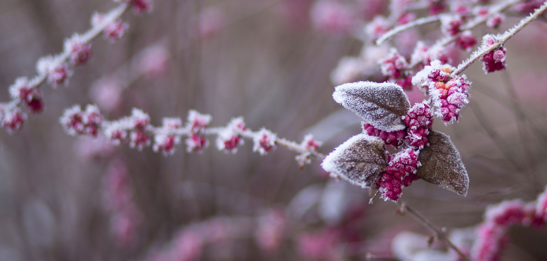 Protéger vos plantes avec le retour du froid : conseils et gestes essentiels