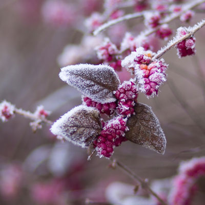 Conseil - Protéger ses plantes du froid