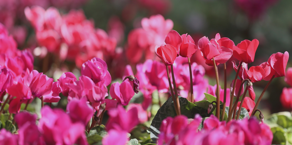 Découvrez notre collection de cyclamens