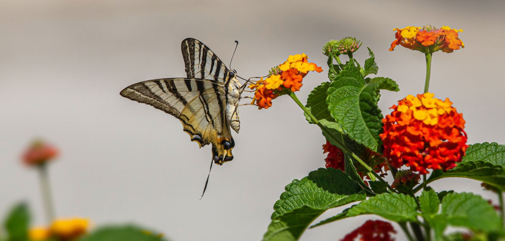 Un jardin pour attirer papillons et oiseaux