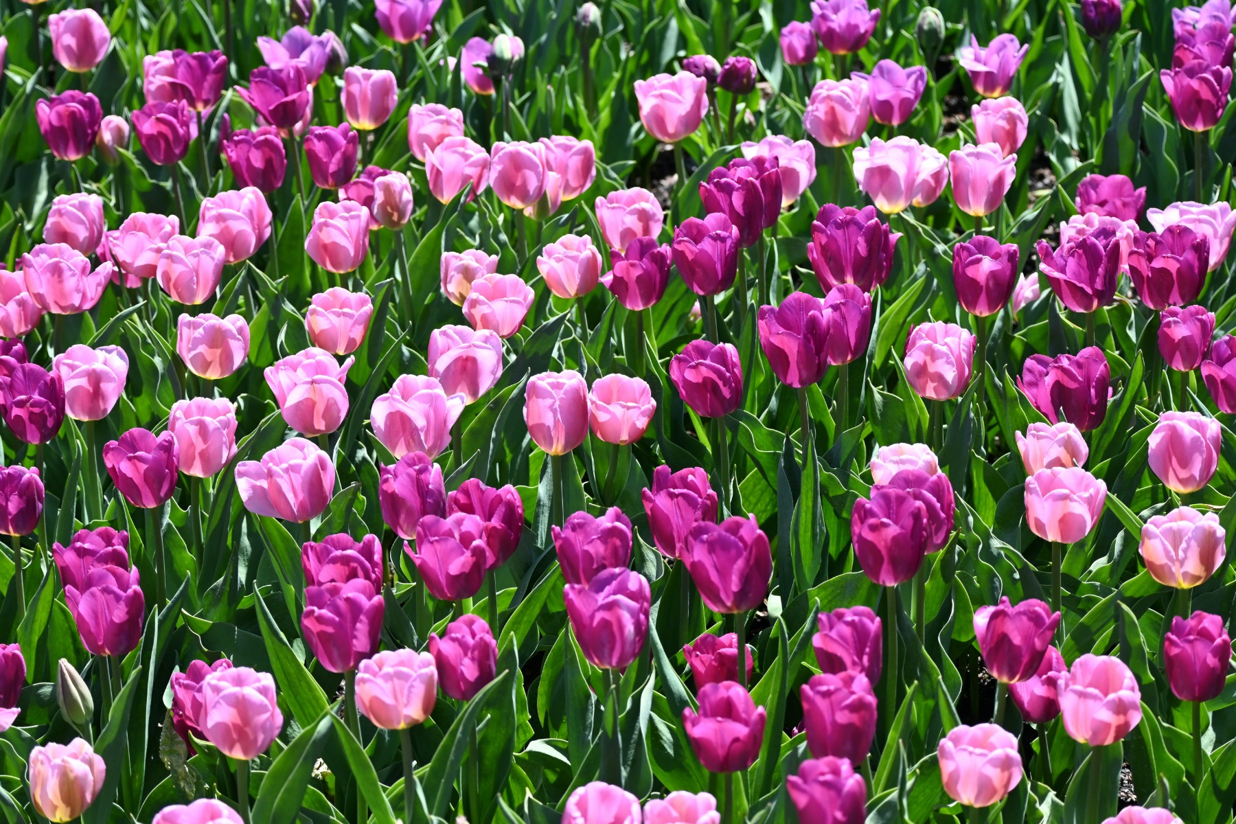 Bulbes Ambiance Crocus et Tulipes  Fleurs à bulbes - Meilland Richardier