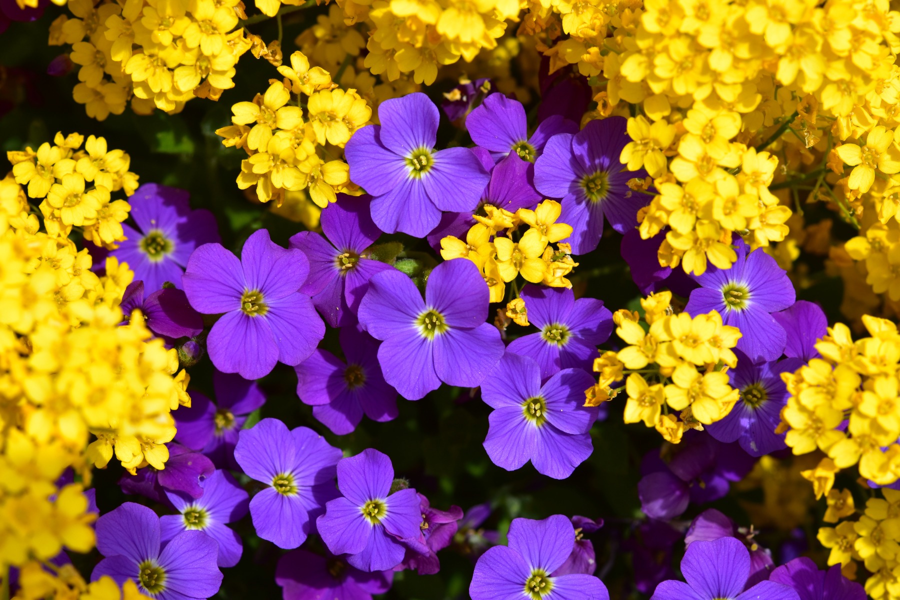 https://www.meillandrichardier.com/media/wysiwyg/vivaces_Aubri_te_Alysse_Pixabay_Gratuit_flowers-4150892_1.jpg